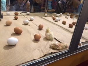 I went to the Rodeo show in the third week. Honestly, the most impressive thing was the exhibition of the hatching of chicks. I wonder why this exhibition isn’t held in Japan.