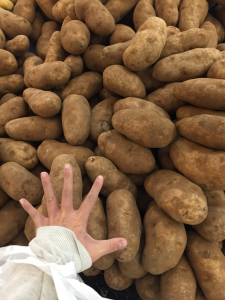 Potatoes as big as my hand at the Kroger grocery store. - Yoko Amazaki