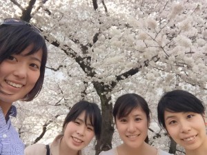 Cherry Blossoms in DC - Ruriko Haraguchi